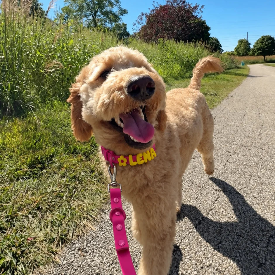 POFFI WALK